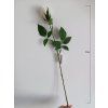 Umělá květina Růže 70 cm, krémová